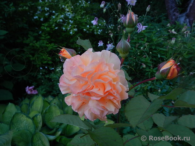 Rose de Gerberoy ®