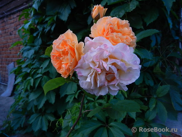 Rose de Gerberoy ®