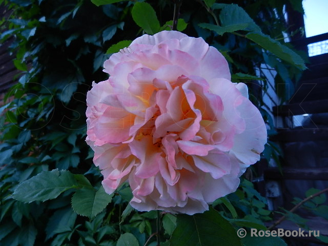 Rose de Gerberoy ®