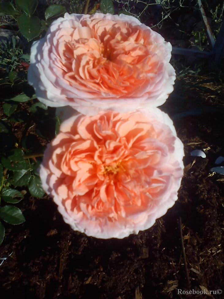 Crown Princess Margareta®