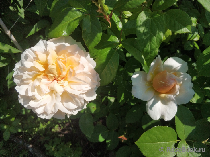 The Lady Gardener