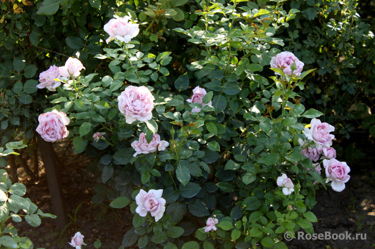 La Rose du Petit Prince