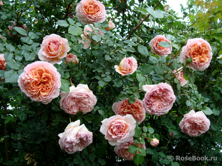 Abraham Darby