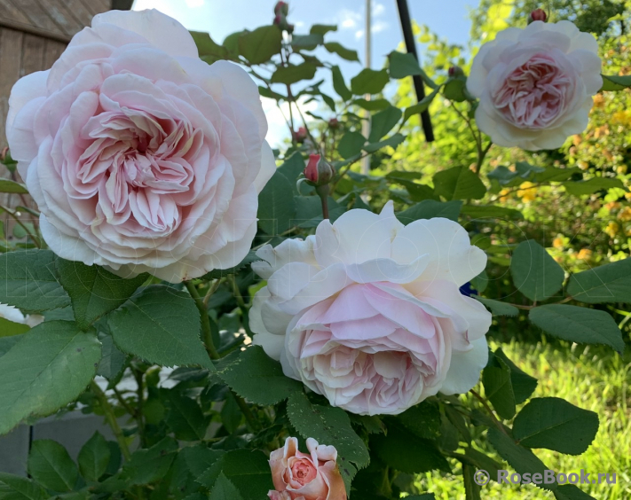 A Shropshire Lad