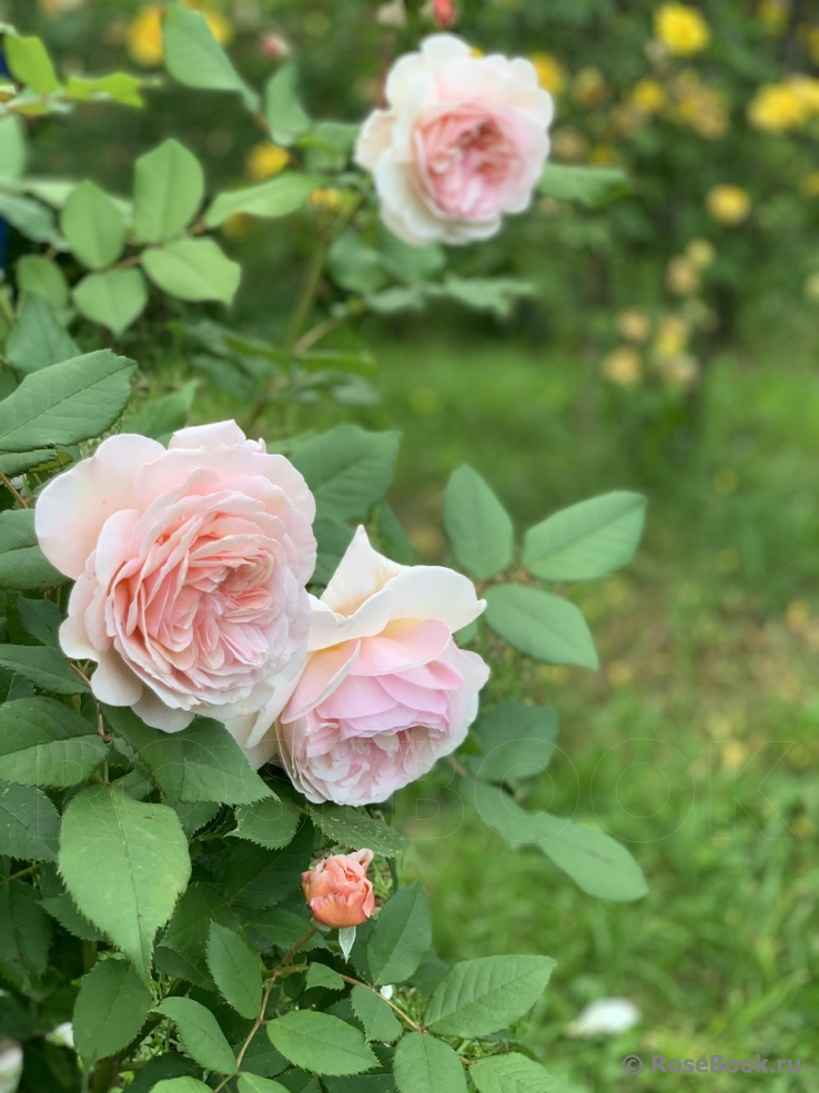 A Shropshire Lad