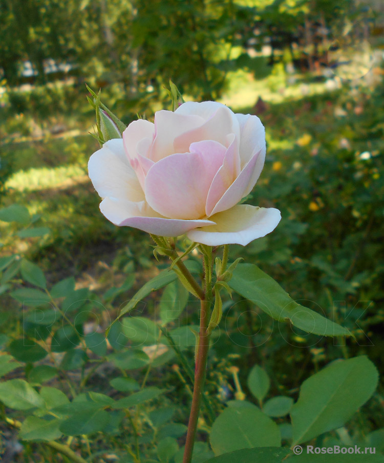 Sourire d'Orchidée