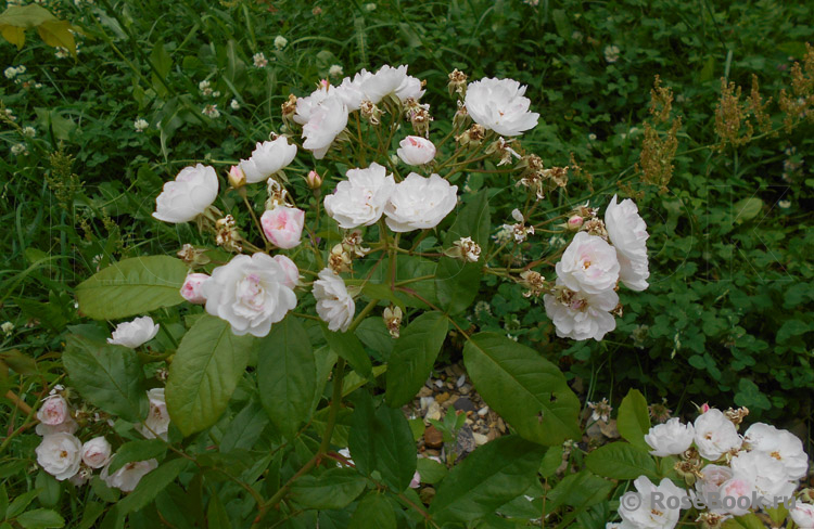 Dentelle de Malines