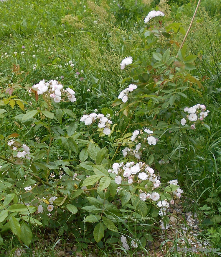 Dentelle de Malines