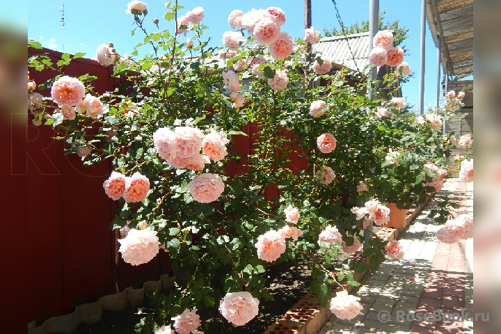 Abraham Darby