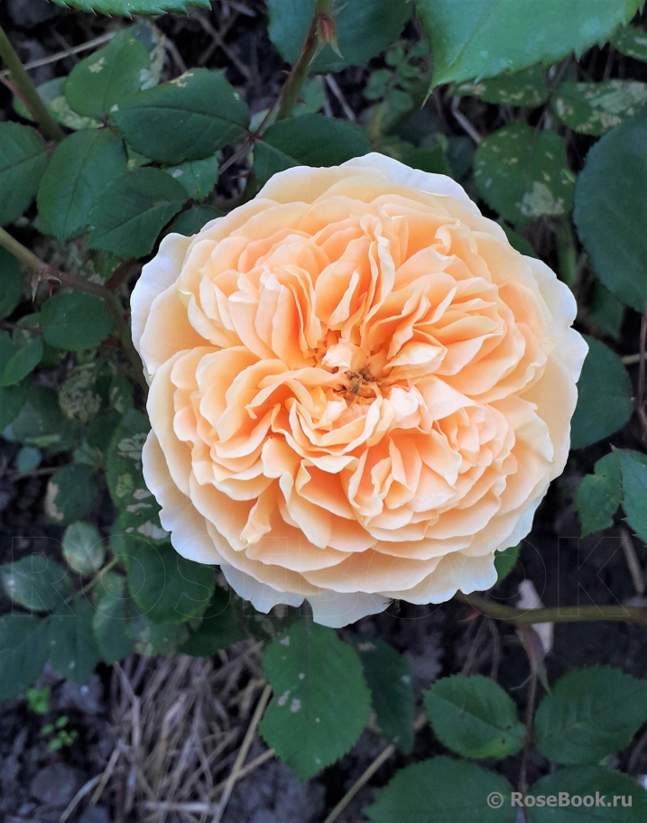 Crown Princess Margareta®