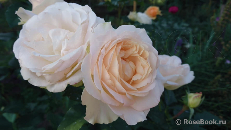 Rosa Princesse Astrid de Belgique