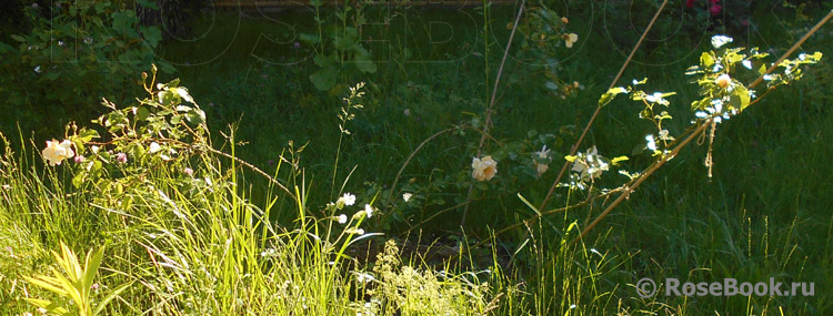 Easlea's Golden Rambler 