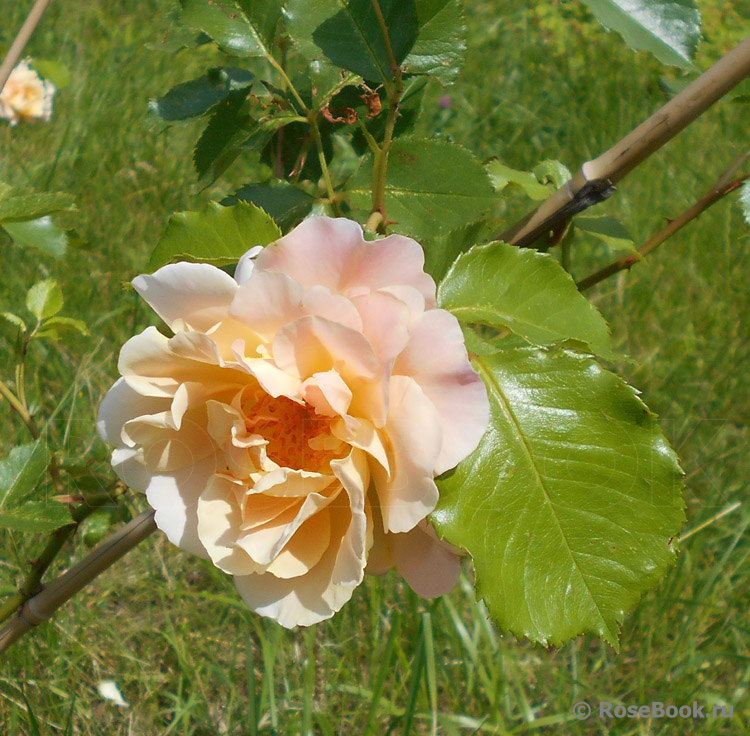 Easlea's Golden Rambler 