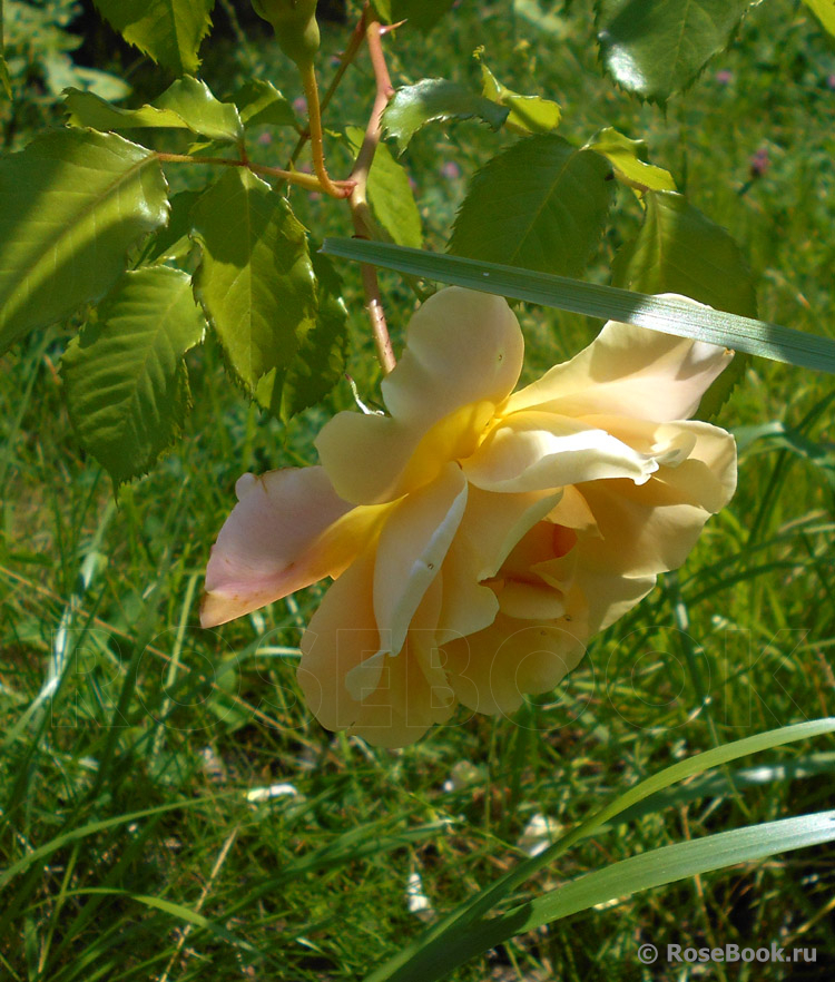 Easlea's Golden Rambler 