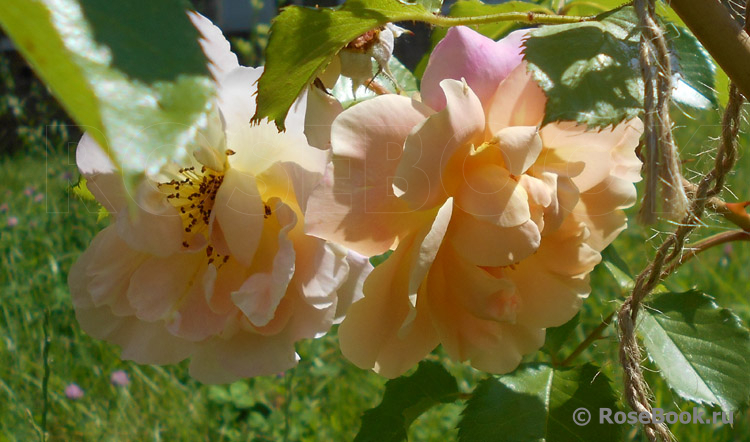 Easlea's Golden Rambler 