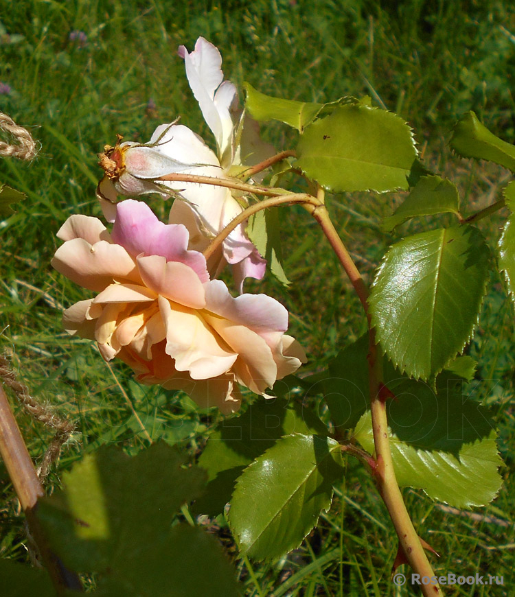 Easlea's Golden Rambler 