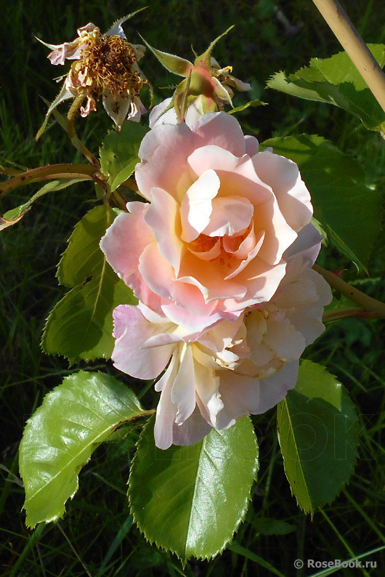 Easlea's Golden Rambler 