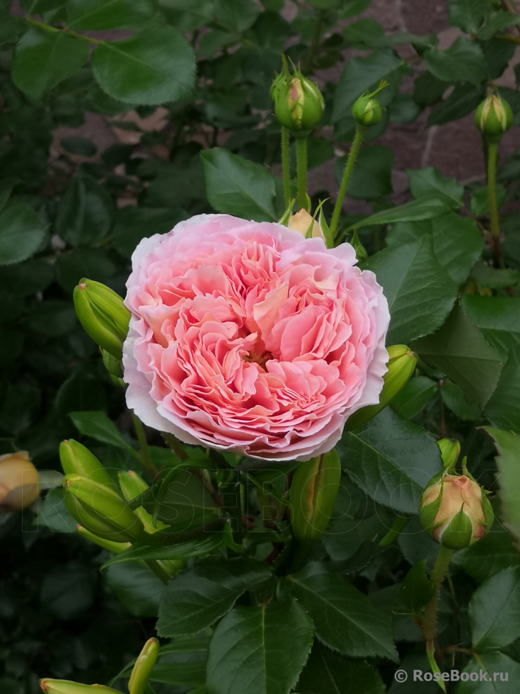 Abraham Darby