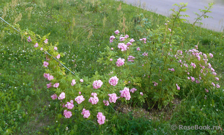 Apple Blossom 