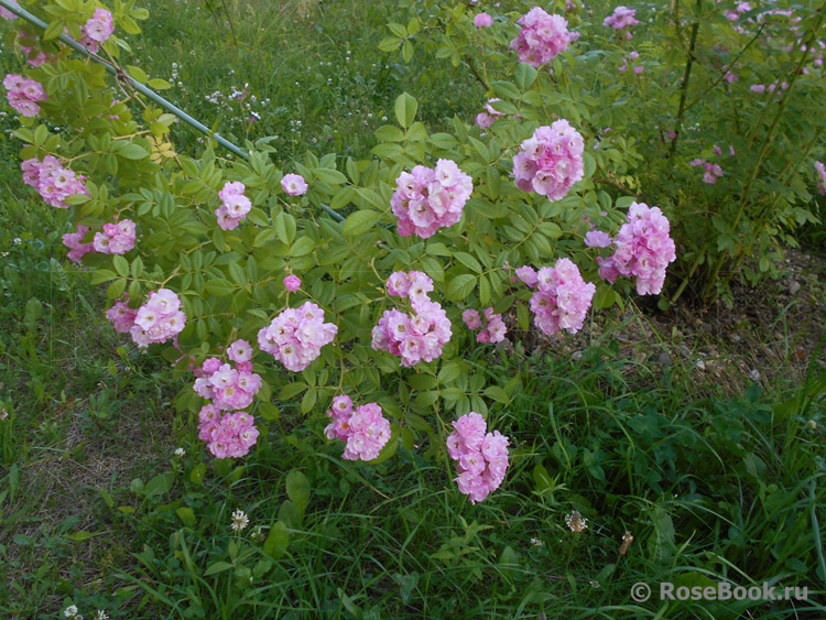 Apple Blossom 