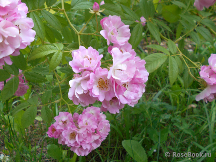 Apple Blossom 