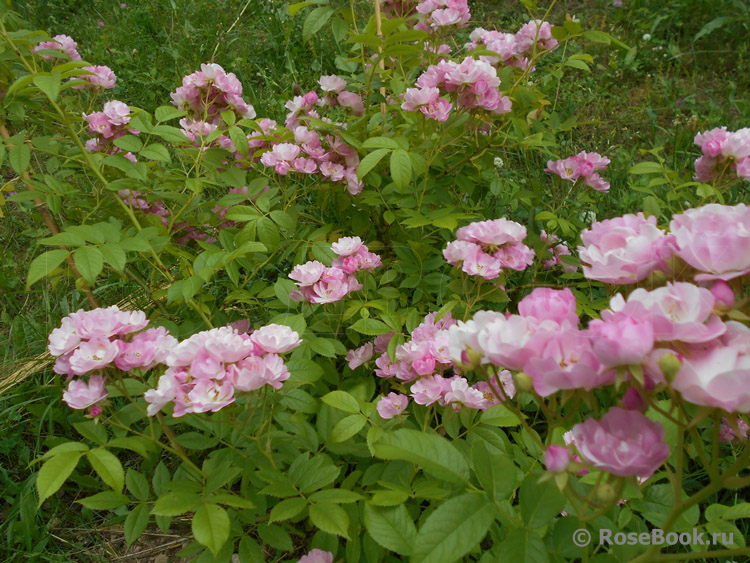 Apple Blossom 