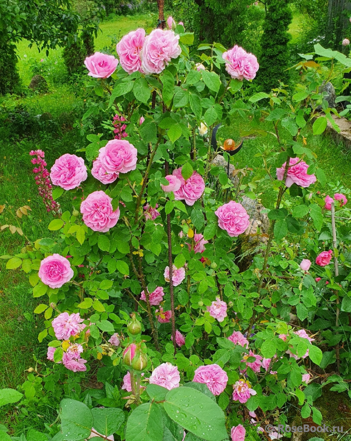 Gertrude Jekyll