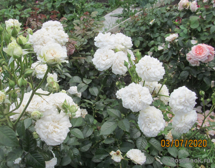 Great North Eastern Rose 