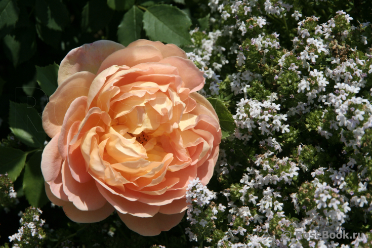 Lady of Shalott 