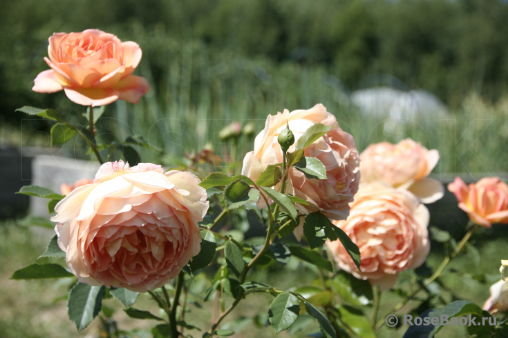 Lady of Shalott 