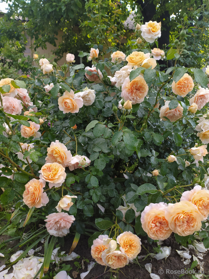 Sangerhauser Jubilaumsrose