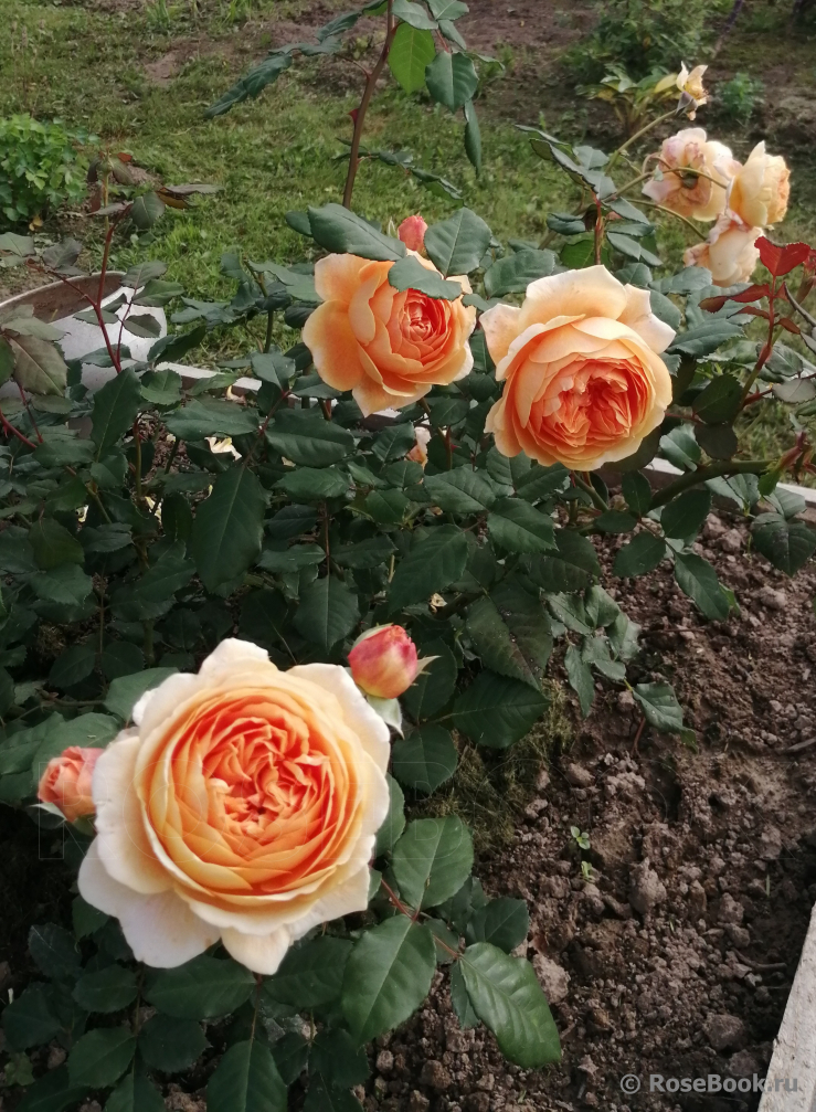 Crown Princess Margareta®