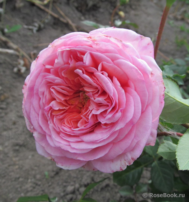 Abraham Darby