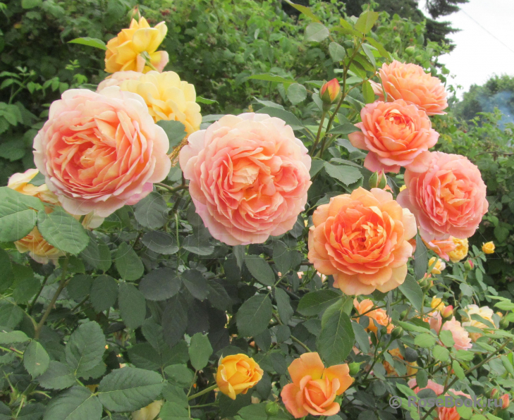 Lady of Shalott 