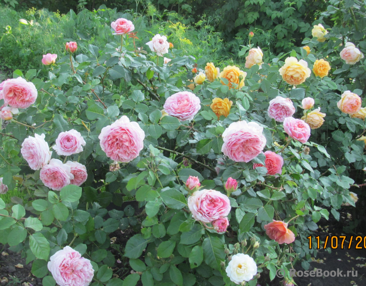 Abraham Darby