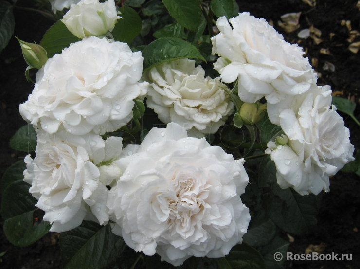 Great North Eastern Rose 