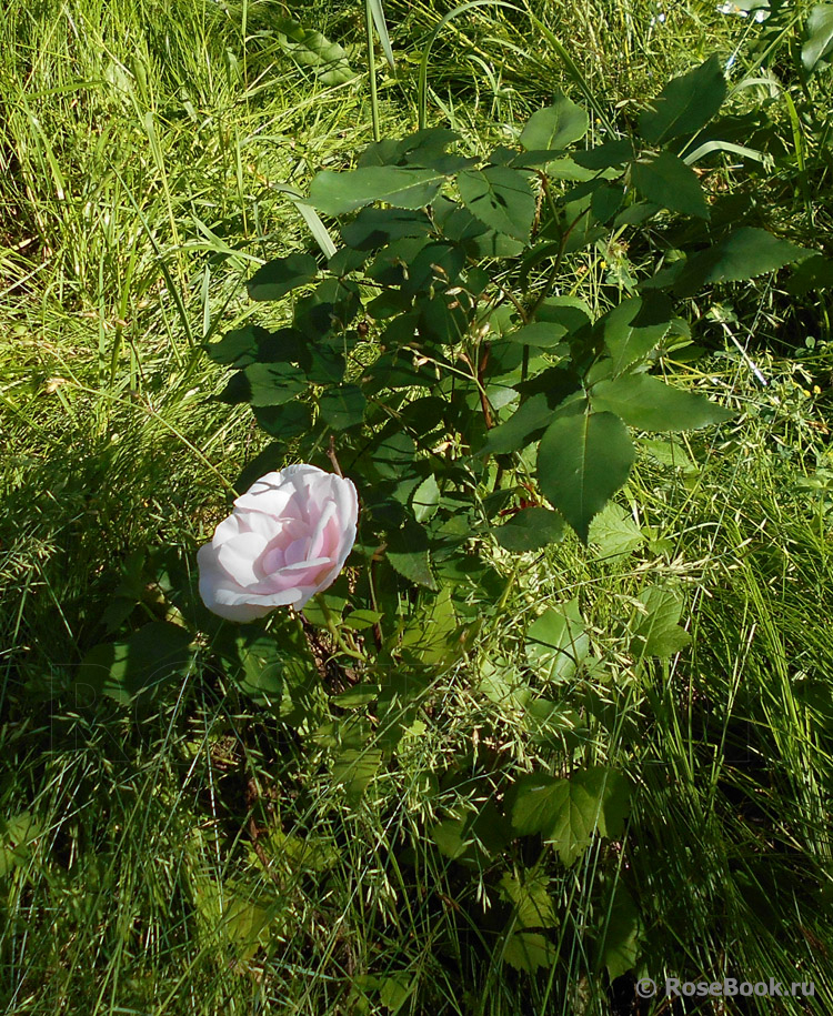 Souvenir de St. Anne's