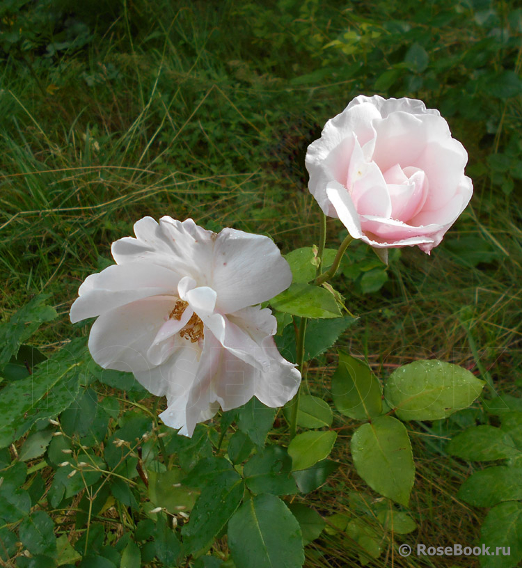 Souvenir de St. Anne's