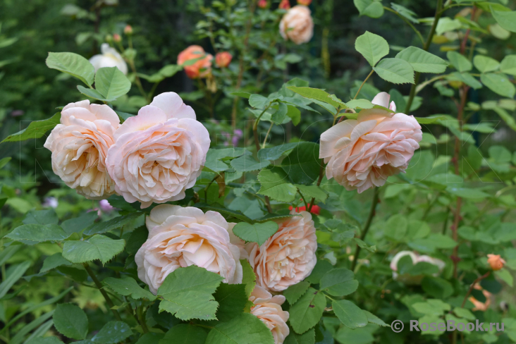 Crown Princess Margareta®