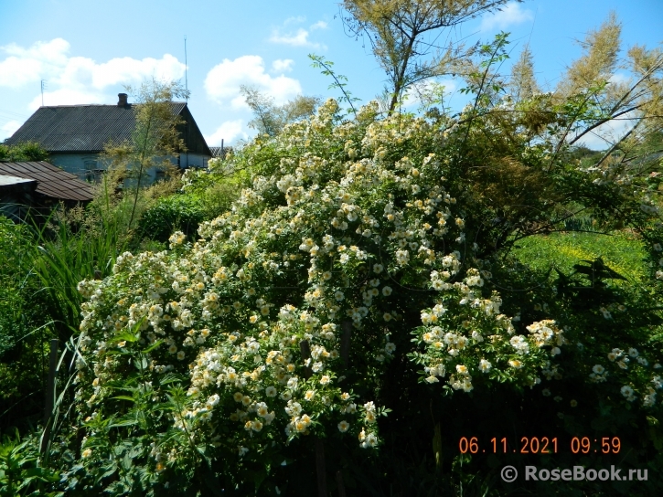 Rosa helenae 'Semiplena'