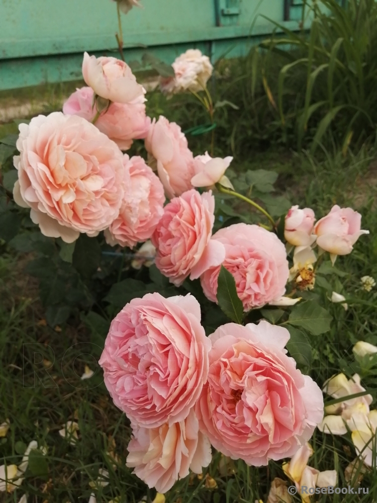 Abraham Darby