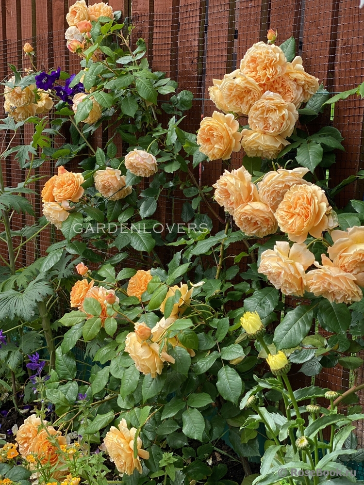 Crown Princess Margareta®