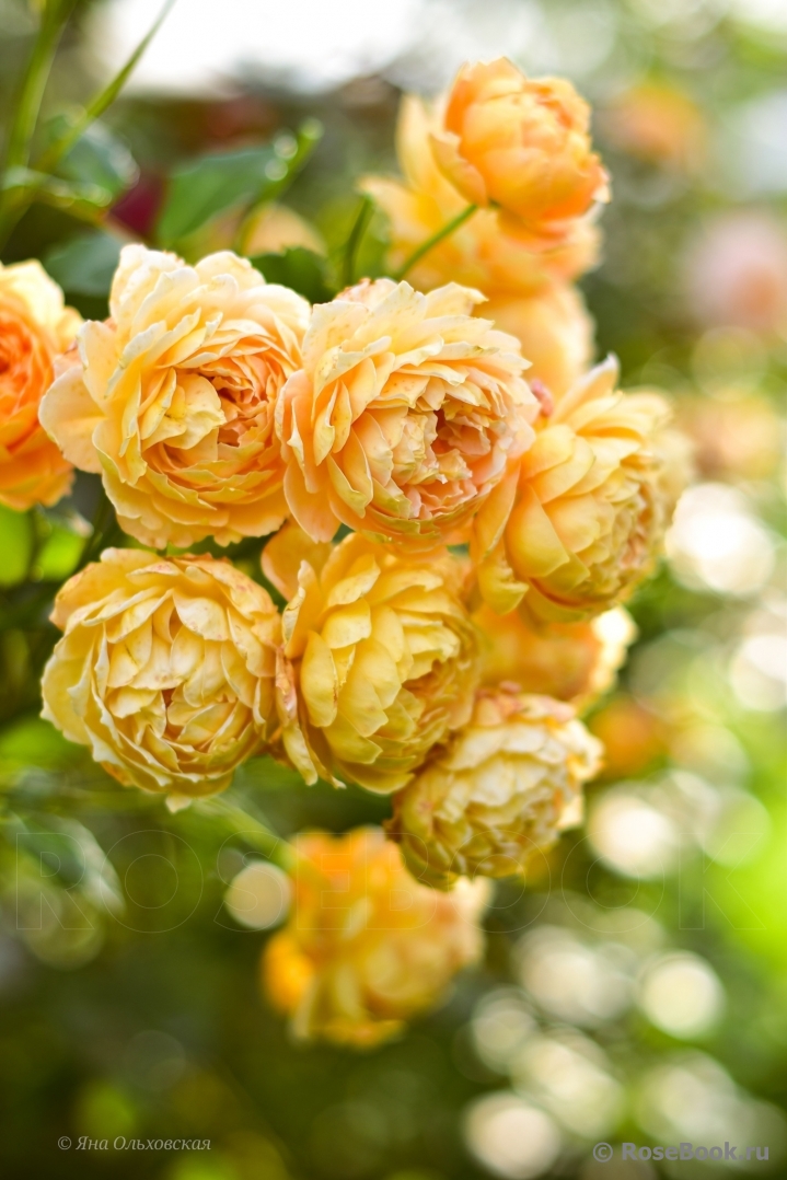 Crown Princess Margareta®