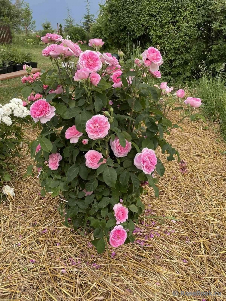 Gertrude Jekyll