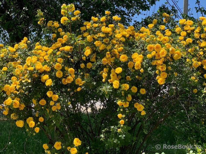 Persian Yellow