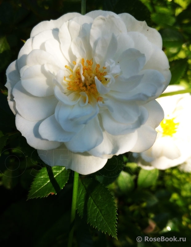 Bees Paradise Rose White