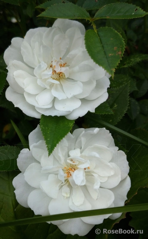 Bees Paradise Rose White