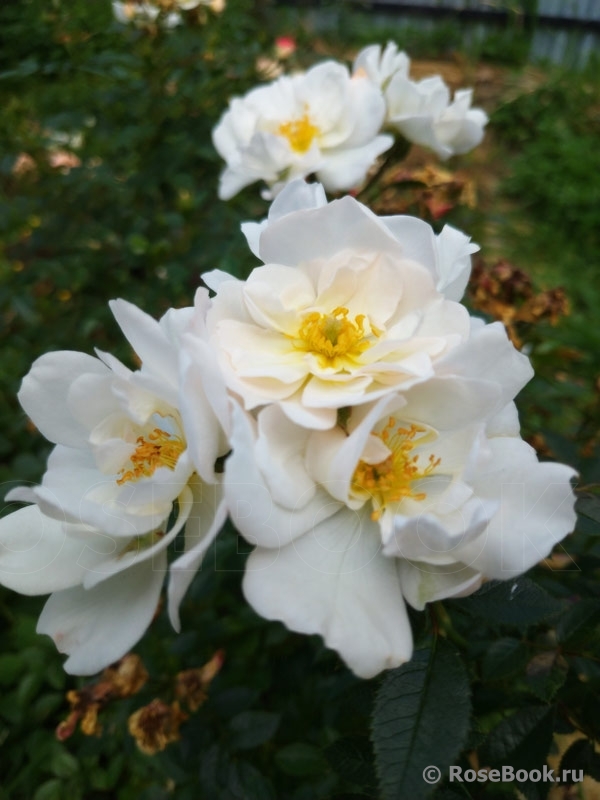 Bees Paradise Rose White