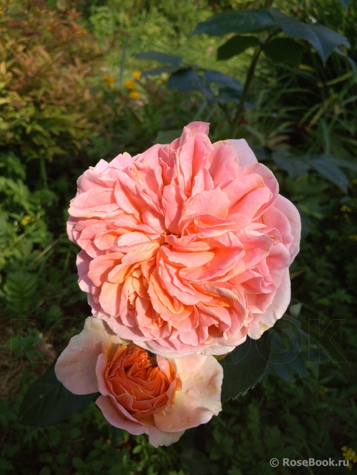 Abraham Darby