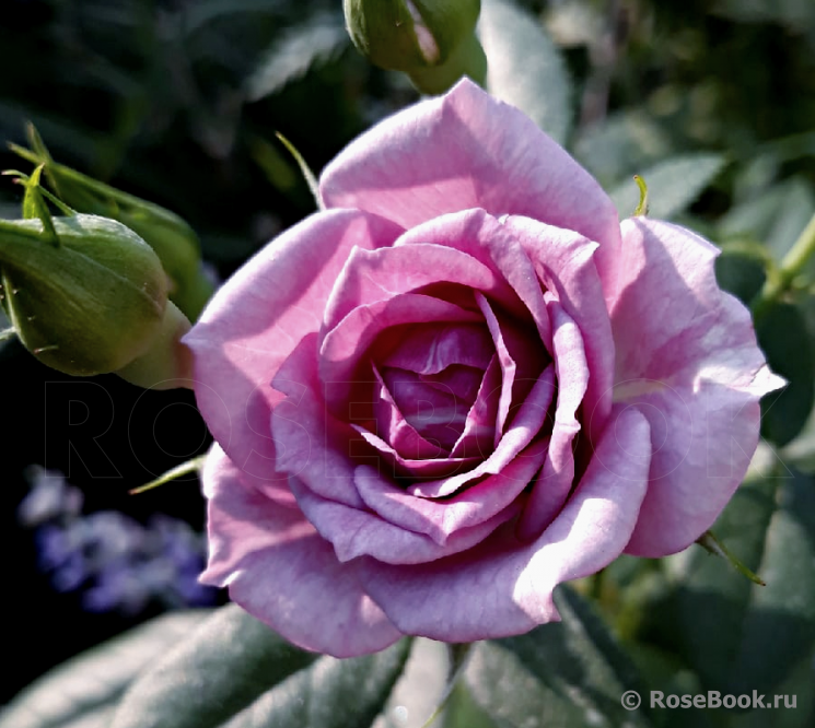 Lavender Flower Circus